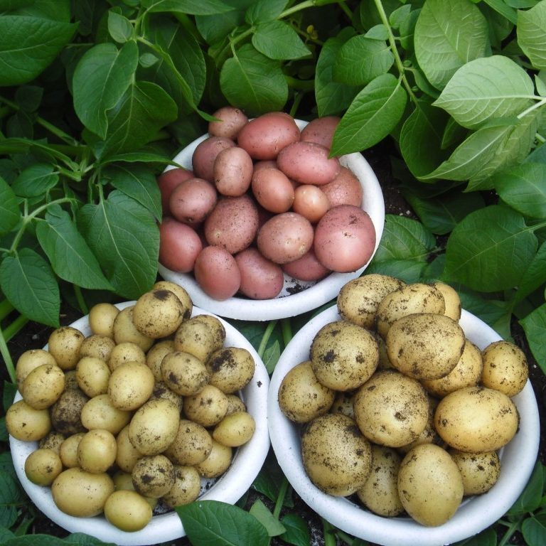 Объявление о продаже картофеля.